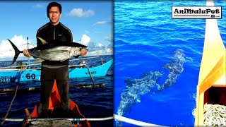 Surigao Trolling or quotSubidquot Catch Bariles or Yellowfin Tuna  Amazing Dolphins encounter [upl. by Aitropal104]