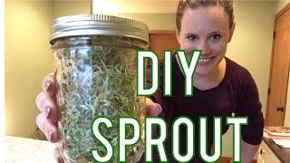 How to Sprout Lentils and Alfalfa in a Mason Jar [upl. by Amye324]