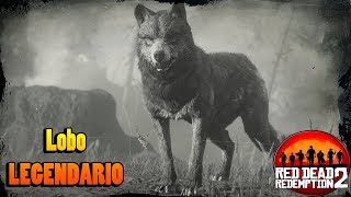 Lobo legendario  Guia caza Red Dead Redemption 2 [upl. by Luo]