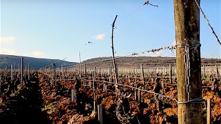 Clos de Vougeot  Domaine Henri REBOURSEAU [upl. by Aniz970]