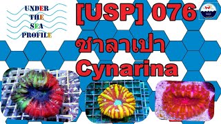 USP 076 Cynarina ซาลาเปา [upl. by Karsten]