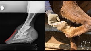 Hoof Care with Jerry Schmidt Trimming to Address Imbalance [upl. by Karame]