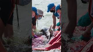 Dont Save Dolphin On Beach dolphin dolphindance shortvideo amazingfacts enviroment [upl. by Ynej]