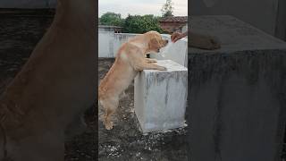 Top 10 dog tricks 😱😱 labrador dog Labrador dog training  Labrador retriever puppy  dog sound [upl. by Eniamzaj]