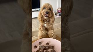 HO MANGIATO LA CIOCCOLATA 🍫😱 maltipoo dogtreats maltipoodog [upl. by Ierdna]