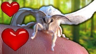 Raising Silkworms to Silkmoths Bombyx mori  MothCycles [upl. by Etnaik920]