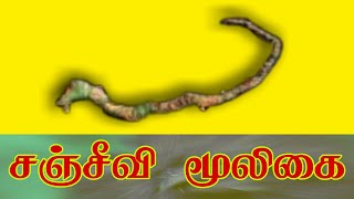 சஞ்சீவி மூலிகை எதிரி தொல்லை நீங்க [upl. by Nallac76]