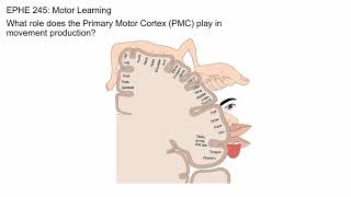 Primary Motor Cortex [upl. by Boyer]