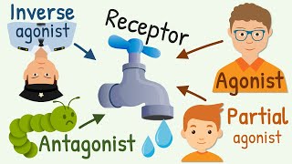 Agonist Partial Agonist Antagonist and Inverse Agonist for Receptors [upl. by Yasdnyl]