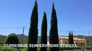 Cupressus sempervirens stricta Garden Center online Costa Brava  Girona [upl. by Ttirrej]