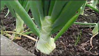 How To Grow Organic Onions  Seed to Harvest UK [upl. by Rogovy111]