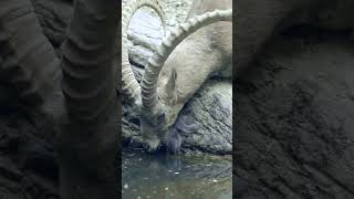 Ibex goats playing in the mountains 🐐 PlanetEarth3 [upl. by Kaylyn]