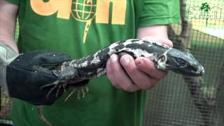 SEE AND BUY  Black spinytailed iguana Ctenosaura pectinata piebald [upl. by Cita661]