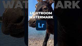 How to Add a Watermark in Lightroom shorts [upl. by Arihppas]