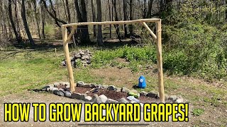 How To Grow Backyard Grapes  From Store Bought Plants [upl. by Crenshaw273]