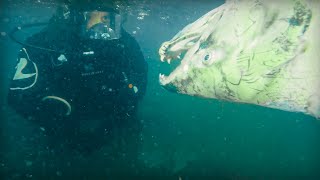 JE PLONGE DANS UN CIMETIÈRE DE POISSONS  Cyril Chauquet [upl. by Camp]