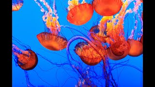 Discovering the Enigmatic Beauty of Black Sea Nettle  Stunning Underwater Encounter [upl. by Yeldua]