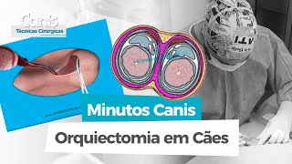 Orquiectomia em Cães  Minutos Canis  Técnicas Cirúrgicas [upl. by Valaree]