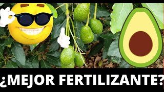 Cual es el MEJOR fertilizante o ABONO para AGUACATE 🥑 [upl. by Gerrit]