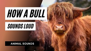 How a Bull Sounds Loud  Sound Effect  Animation [upl. by Akapol]