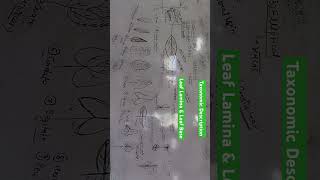 Leaf lamina amp Leaf Base taxomomy plantbiology planttaxonomy leaf ytshorts viralvideo [upl. by Galan]