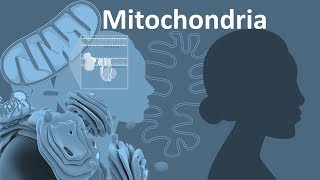 What is Mitochondrial DNA Three Fun Facts About mtDNA [upl. by Sender]