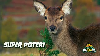 09 Super Poteri – NATOONS Cuccioli Curiosi [upl. by Nagram]