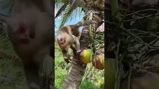 Macaco catador de côcos [upl. by Bolger875]