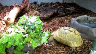 Animal of the Week  Golden Greek Tortoise [upl. by Bui528]