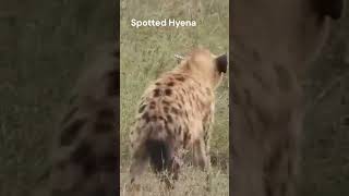 Striped Hyena  National Animal Of Lebanon  Striped Hyena Vs Spotted Hyena [upl. by Zurn802]