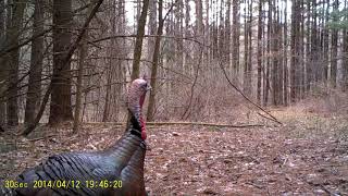 Perfect Video of Eastern Wild Turkey Gobbling  Covert Black 60 [upl. by Rieth]