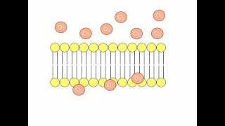 Simple Diffusion Animation [upl. by Lilly]