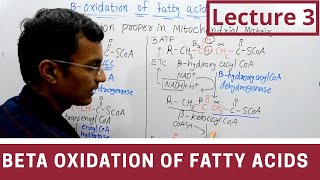 Beta Oxidation of Fatty acids lecture 3 [upl. by Gold]