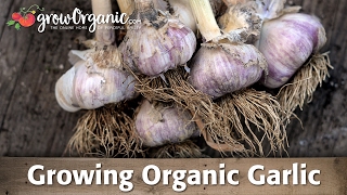 Growing Organic Garlic [upl. by Bushey845]