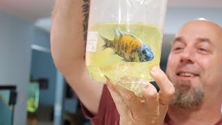 DONT Buy Aquarium Fish Without Watching This First [upl. by Anuaek]