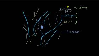 Areolar connective tissue  Tissues  Biology  Khan Academy [upl. by Imoan307]