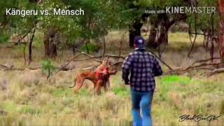 Känguru vs Mensch Kampf im Outback [upl. by Ssilb]