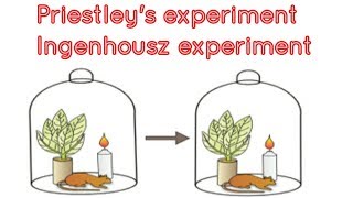 Joseph Priestley and Jan Ingenhousz experiment in photosynthesis [upl. by Sine]