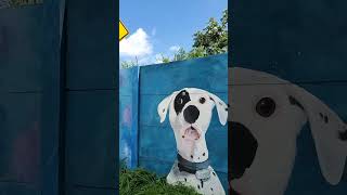 🔊🇸🇻😊 Parte 2 de los murales en honor a los peluditos EJFTours ElSalvador 🤗🇸🇻🔊 [upl. by Ramar356]