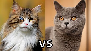 Long Haired Cat VS Short Haired Cat [upl. by Lednahc]