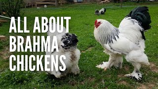 Brahma Chickens All You Need to Know About Them [upl. by Harima611]