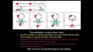 Immunology BCR antibody genetic diversity mechanisms [upl. by Epillihp]