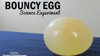 Bouncy Egg Science Experiment [upl. by Tima765]