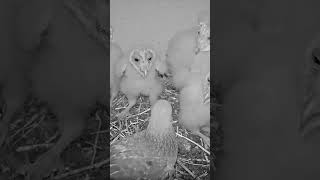 Short barn owl nestings confused as pigeons lay eggs next to them wait to see what happened [upl. by Ahsial300]