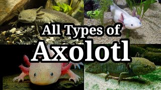 Different Types of Axolotl for Aquarium  26 [upl. by Dasya]