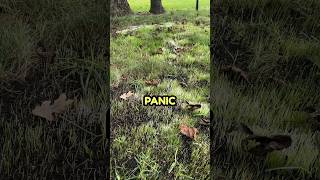 Lawn Germination and Mesotrione Treatment shorts [upl. by Zanas]