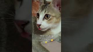 বাঘের বাচ্চা🐅😋😁catcatscute funny pets musicedmbass remix dubstep cat short viralvideo [upl. by Nnylaehs]