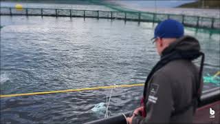 Lumpfish inspections at an aquaculture site  Blueye Pioneer underwater drone [upl. by China915]