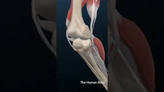 What Is Anterior Cruciate Ligament TearACL meded 3dmodel anatomy education 月経 [upl. by Launce]