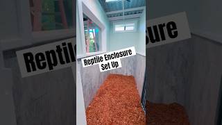 LARGE REPTILE ENCLOSURE SET UP pets reptiles iguana [upl. by Yelsnit]